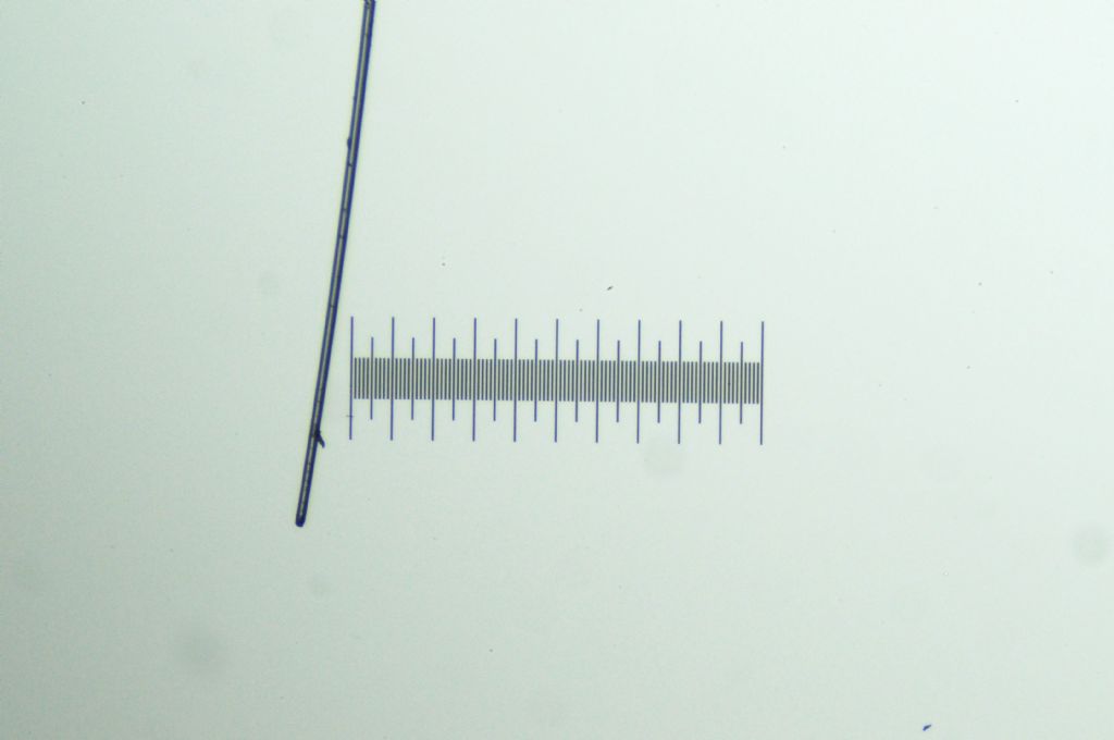 Il mio primo vetrino finito con diatomee arrangiate